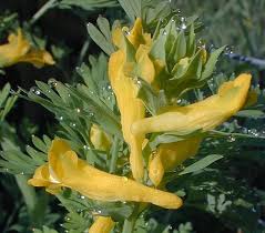 Attēlu rezultāti vaicājumam “Corydalis intermedia leaf”