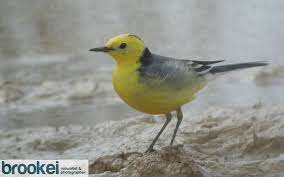 Attēlu rezultāti vaicājumam “Motacilla citreola”