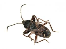 Attēlu rezultāti vaicājumam “Eremocoris plebejus”