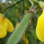 Attēlu rezultāti vaicājumam “Cytisus scoparius fruit”