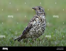 Attēlu rezultāti vaicājumam “Turdus viscivorus juvenile”