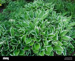 Image result for Hosta fortunei albomarginata