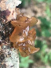 Attēlu rezultāti vaicājumam “Myxarium nucleatum”