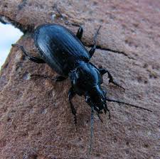 Attēlu rezultāti vaicājumam “Pterostichus aterrimus”