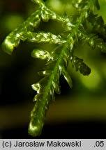 Attēlu rezultāti vaicājumam “Neckera complanata”