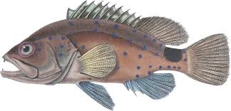 Image result for Hyporthodus niveatus