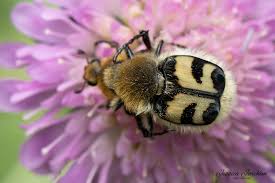 Attēlu rezultāti vaicājumam “Trichius fasciatus imago”