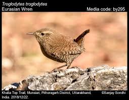 Attēlu rezultāti vaicājumam “Troglodytes troglodytes”