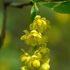 Attēlu rezultāti vaicājumam “Berberis vulgaris flower”