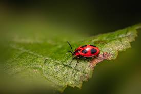 Attēlu rezultāti vaicājumam “Endomychus coccineus”