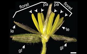 Attēlu rezultāti vaicājumam “Zea mays female flower”