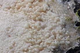 Attēlu rezultāti vaicājumam “Brefeldia maxima macro”