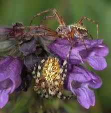 Attēlu rezultāti vaicājumam “Aculepeira ceropegia”