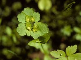 Attēlu rezultāti vaicājumam “Chrysosplenium alternifolium”