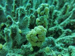 Attēlu rezultāti vaicājumam “Schistidium robustum”