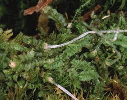 Attēlu rezultāti vaicājumam “Jamesoniella autumnalis”