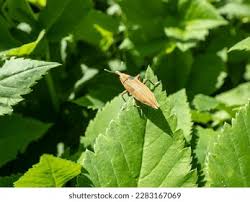 Attēlu rezultāti vaicājumam “Lixus iridis”