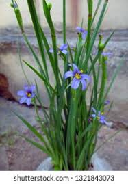 Attēlu rezultāti vaicājumam “Sisyrinchium montanum”