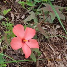 Image result for Abelmoschus moschatus