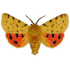 Attēlu rezultāti vaicājumam “Rhyparia purpurata”