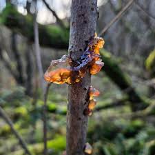 Attēlu rezultāti vaicājumam “Exidia repanda”