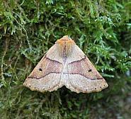 Attēlu rezultāti vaicājumam “Crocallis elinguaria”