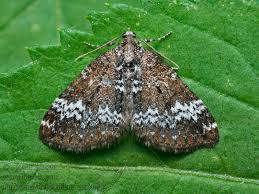 Attēlu rezultāti vaicājumam “Perizoma alchemilla”