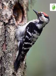 Attēlu rezultāti vaicājumam “Dendrocopos minor male”