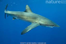Image result for Carcharhinus falciformis