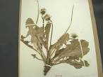 Plant Morphology
