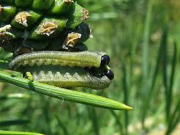 Attēlu rezultāti vaicājumam “Neodiprion sertifer larva”