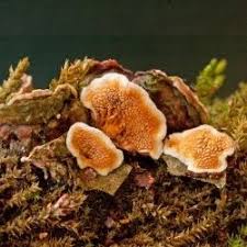 Attēlu rezultāti vaicājumam “Steccherinum bourdotii”