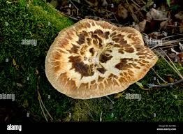 Attēlu rezultāti vaicājumam “Sarcodon imbricatum”