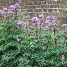Attēlu rezultāti vaicājumam “Thalictrum”