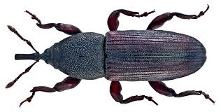 Attēlu rezultāti vaicājumam “Asaphidion pallipes”