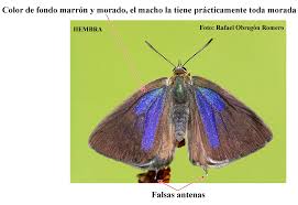 Attēlu rezultāti vaicājumam “Favonius quercus”