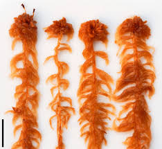 Attēlu rezultāti vaicājumam “Sphagnum balticum”