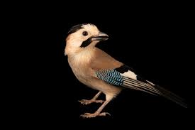 Attēlu rezultāti vaicājumam “Garrulus glandarius”