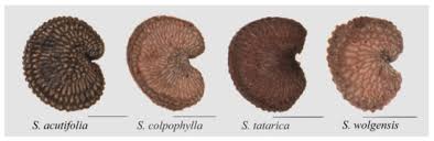 Attēlu rezultāti vaicājumam “Silene wolgensis”