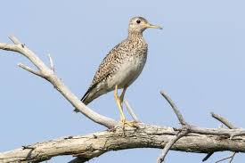 Image result for Bartramia longicauda