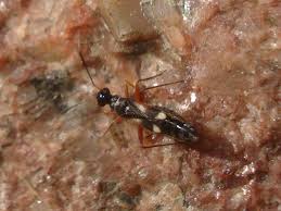 Attēlu rezultāti vaicājumam “Dryophilocoris flavoquadrimaculatus”