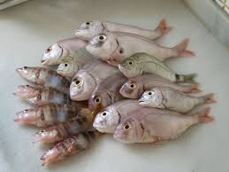 Image result for Thunnus obesus