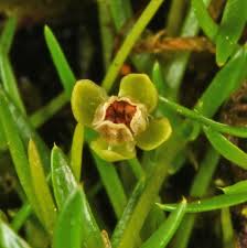 Attēlu rezultāti vaicājumam “Sagina procumbens fruit”