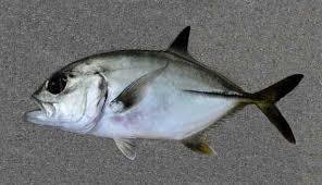 Image result for Caranx latus