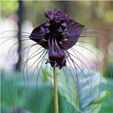 Image result for Tacca chantrieri