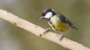 Attēlu rezultāti vaicājumam “Parus major female”
