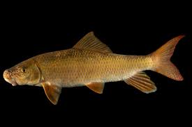 Image result for Moxostoma carinatum