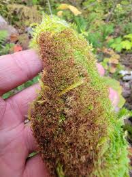 Attēlu rezultāti vaicājumam “Nowellia curvifolia”