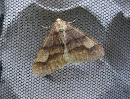 Attēlu rezultāti vaicājumam “Agriopis marginaria”