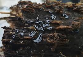 Attēlu rezultāti vaicājumam “Physarum bivalve macro”